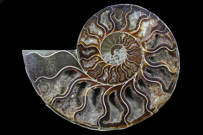 Bargain, Polished Ammonite Fossil (Half) - Agatized #72951